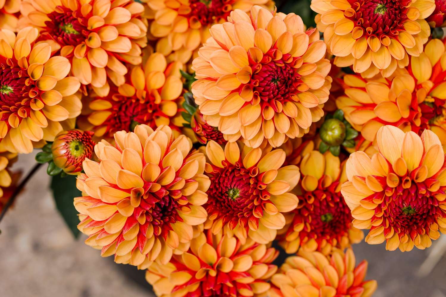 Daalia 'American Sunset'